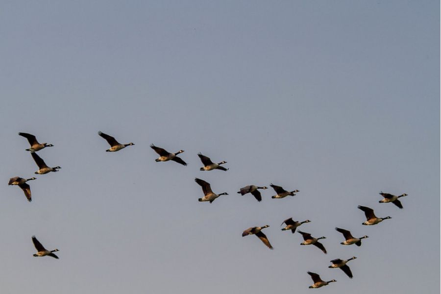 Vivitar Series 1 100-400mm f/4.5-6.7 MC Auto Focus Zoom