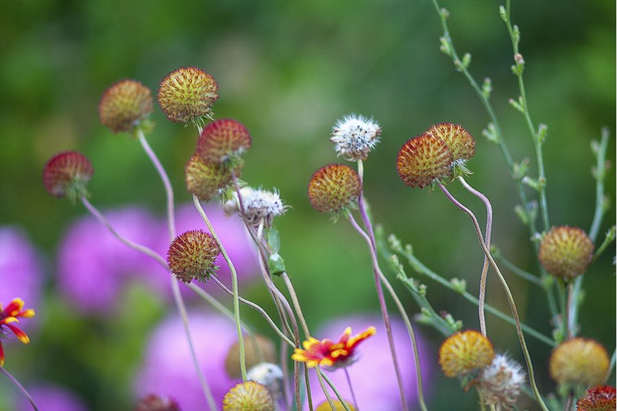 Sonnar 4/13.5cm T Carl Zeiss Jena 