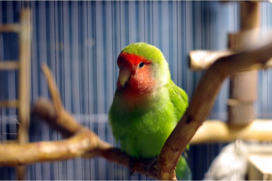 Pentax-A 1.4/50mm (1984)