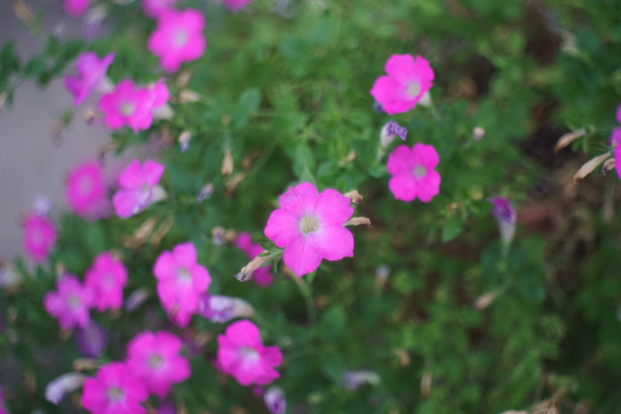 Victar 2,9/50 M40 (Germany, 1941г.)