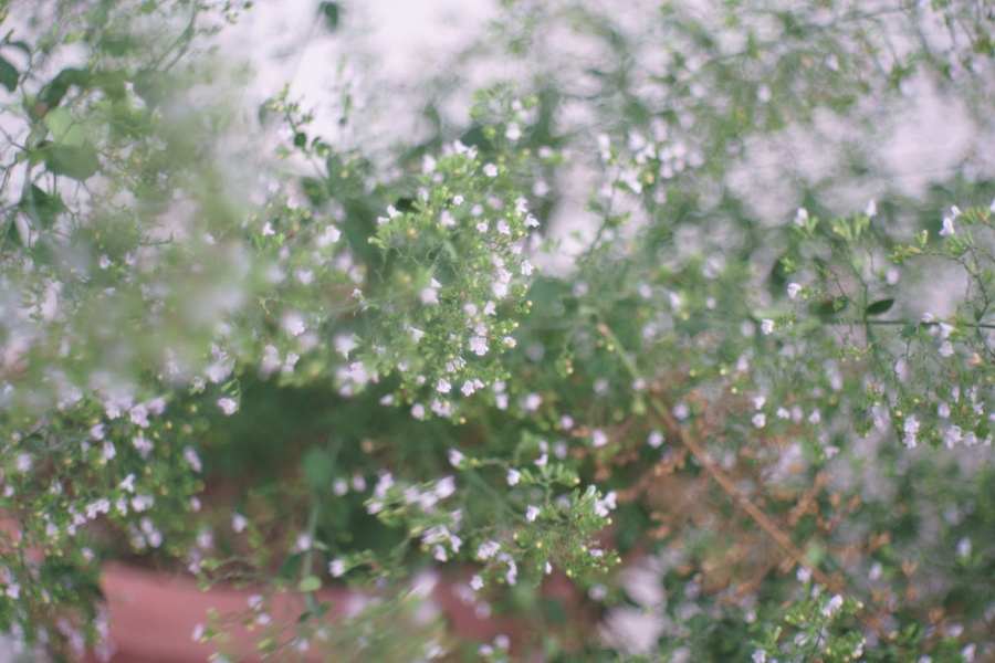 Victar 2,9/50 M40 (Germany, 1941г.)