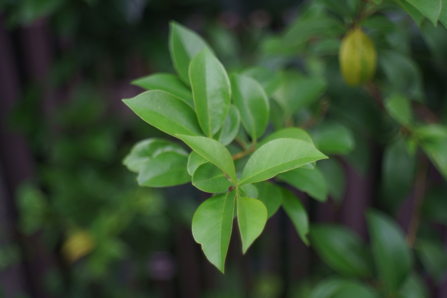 Victar 2,9/50 M40 (Germany, 1941г.)