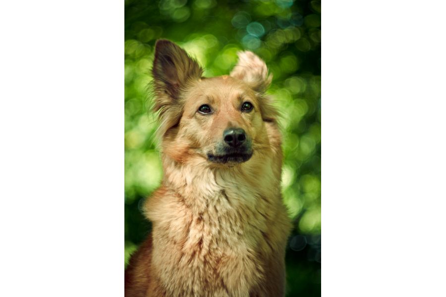 Гелиос-44М 2/58 (КМЗ, 1981г.)