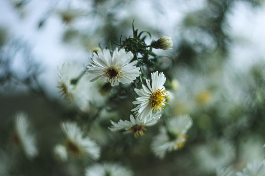 Гелиос-44М 2/58 (КМЗ, 1981г.)