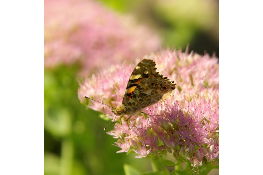 Sigma AF 28-200mm f/3.5-5.6 DG MACRO Pentax K