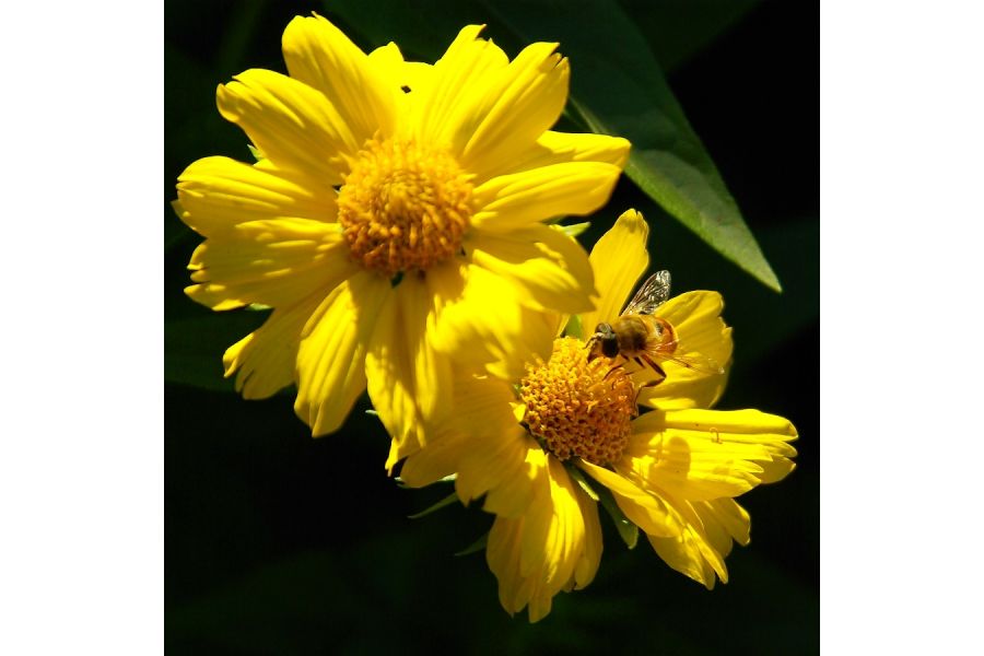 Sigma AF 28-200mm f/3.5-5.6 DG MACRO Pentax K