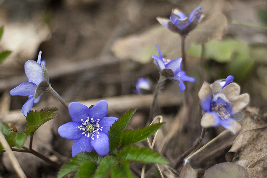 Cosina 28mm f/2.8 MC Japan