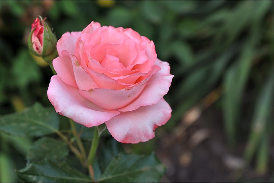 Tamron SP AF 17-50mm f/2.8 XR Di II LD VC Aspherical (IF) (B005) Canon EF-S