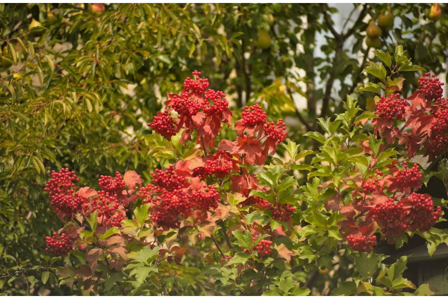 Sun C-A-D Zoom 70-210mm f/3.5-4.5 Nikon F