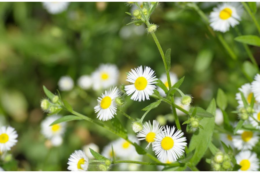 Sun C-A-D Zoom 70-210mm f/3.5-4.5 Nikon F