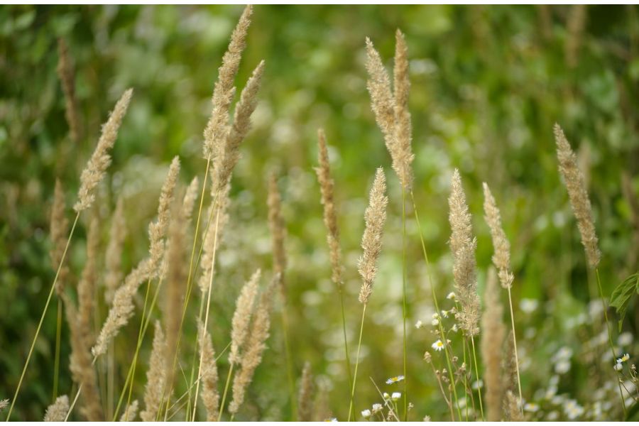 Sun C-A-D Zoom 70-210mm f/3.5-4.5 Nikon F