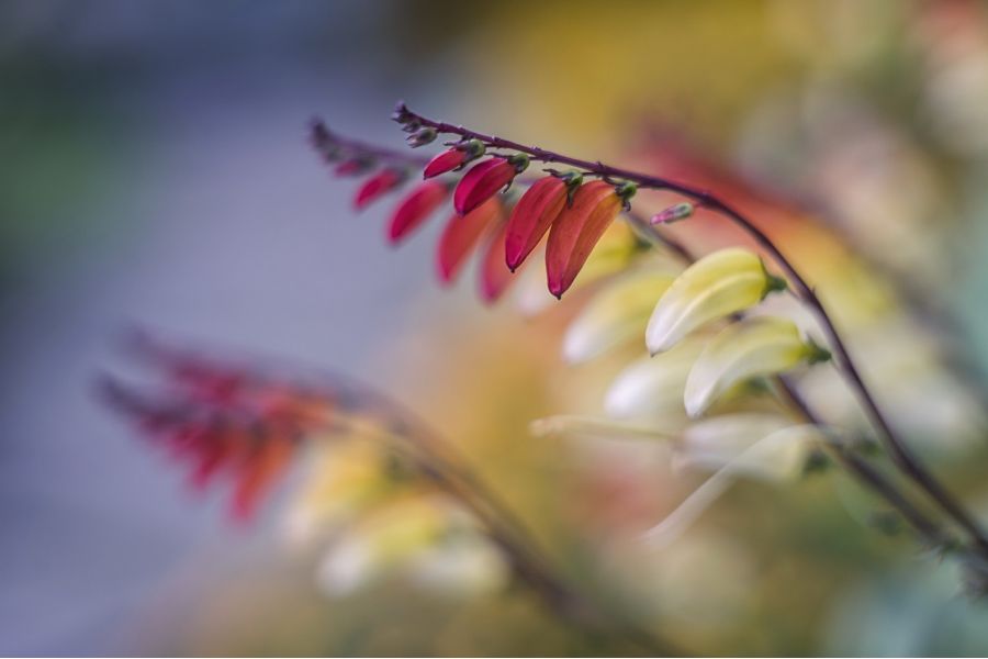 Юпитер-3 1.5/5см П silver М39 без геликоида