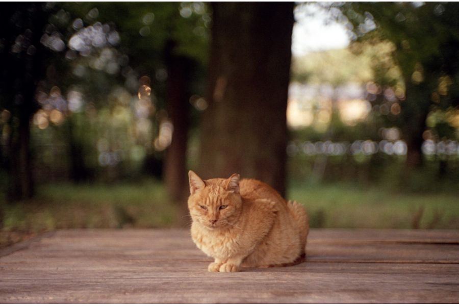 Юпитер-3 1.5/5см П silver М39 без геликоида