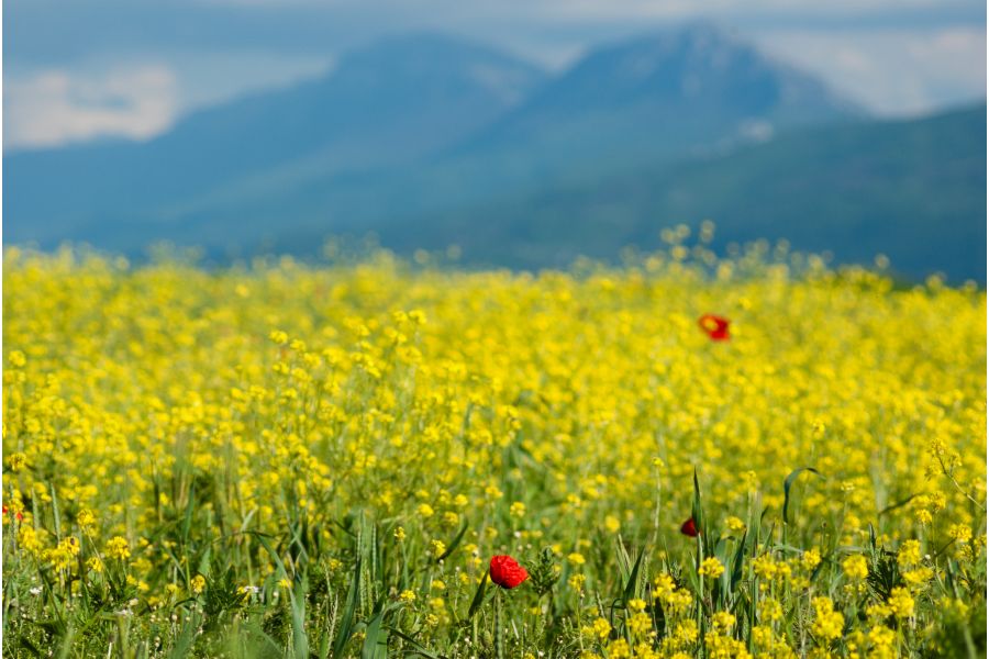 Vivitar auto 3.5/135mm (Japan, 1970)