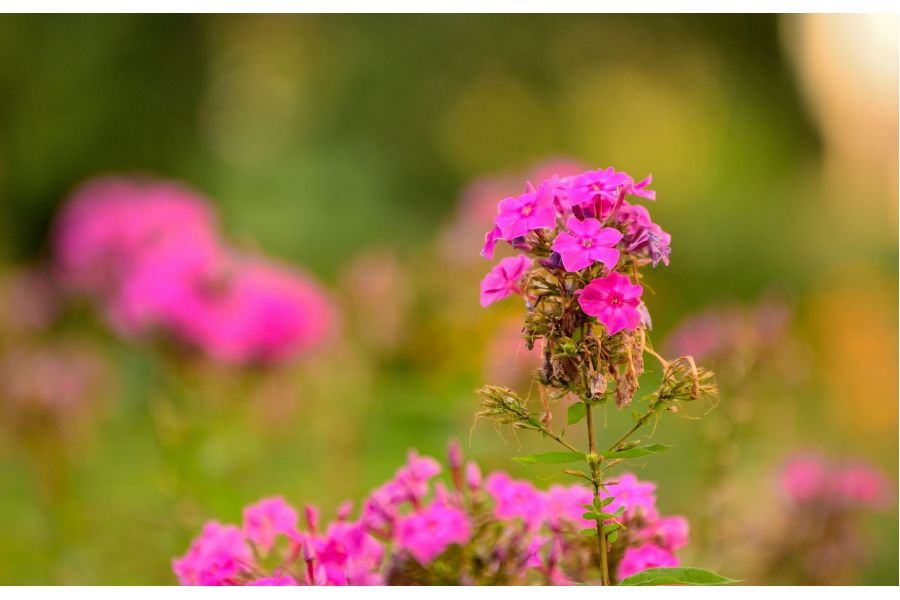 Sigma AF 70-200mm F2.8 APO EX DG OSS HSM