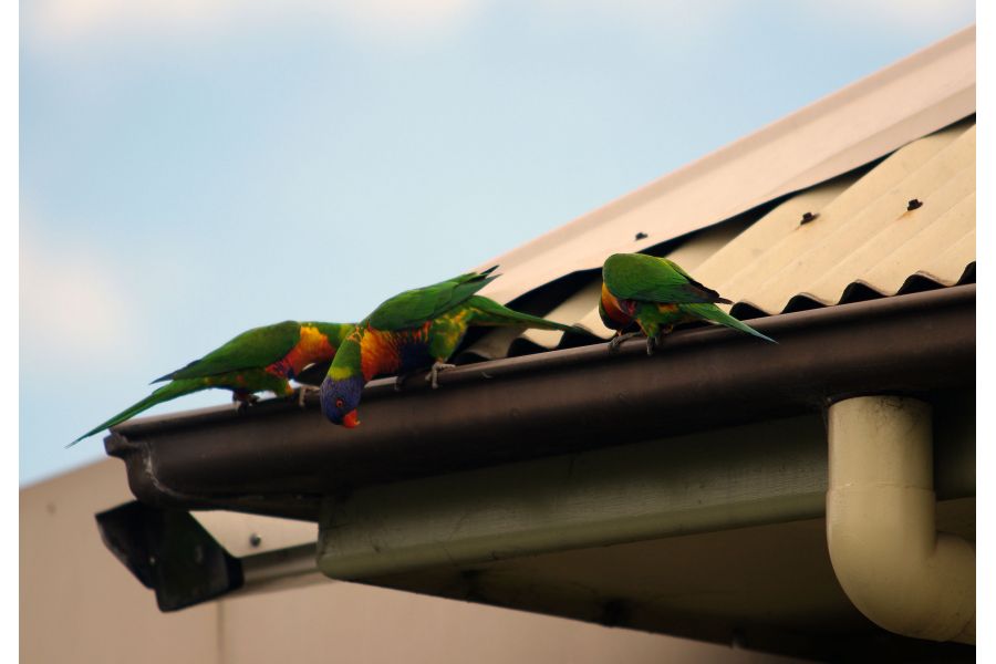 Pentax-FA SMC 70-200mm f/4-5.6