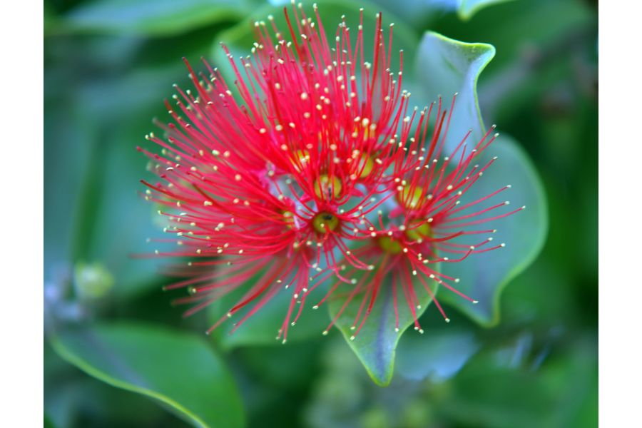 Pentax-FA SMC 70-200mm f/4-5.6