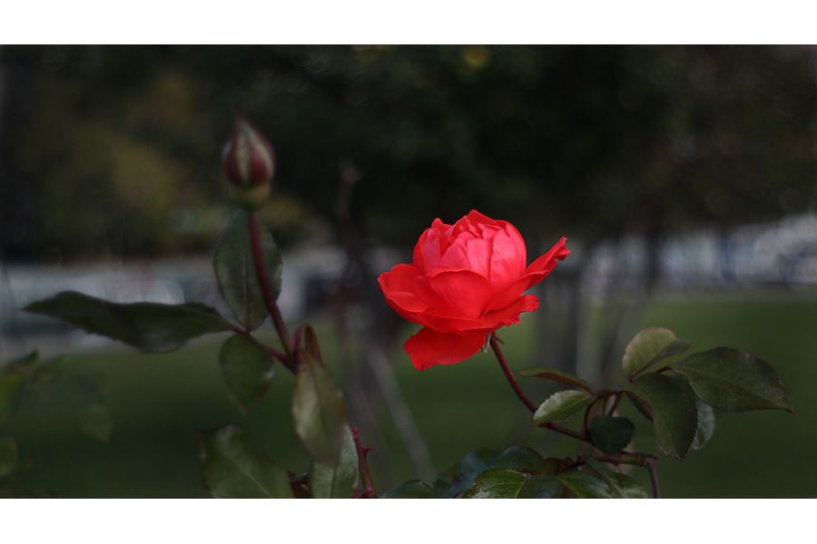 Vivitar auto wide-angle 2.5/28mm (Japan, 1975)
