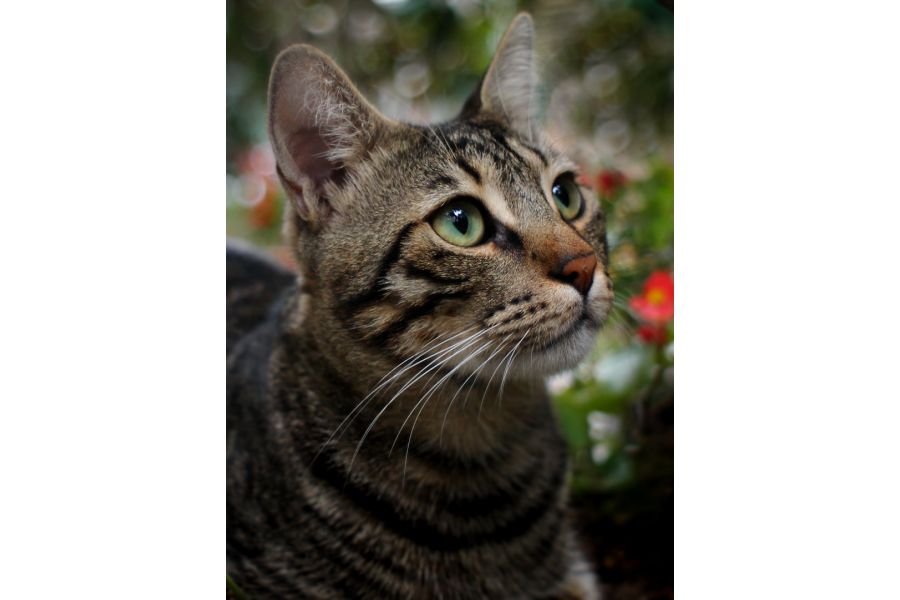 Vivitar auto wide-angle 2.5/28mm (Japan, 1975)