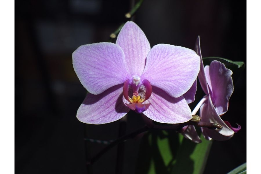 Praktiflex Anastigmat 2.9/50