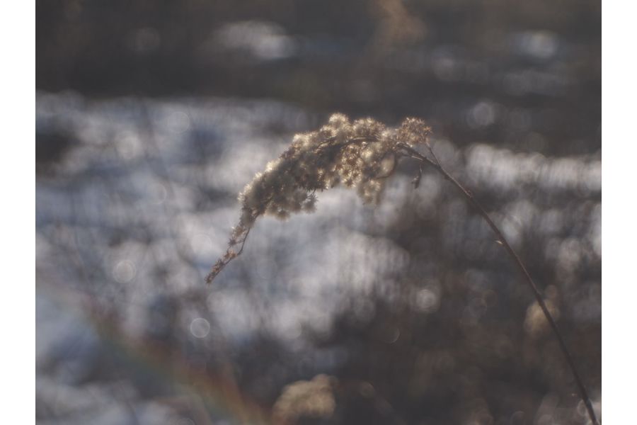 Praktiflex Anastigmat 2.9/50