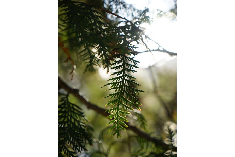 Sony Carl Zeiss Vario-Sonnar T* 24-70mm f/2.8 ZA SSM