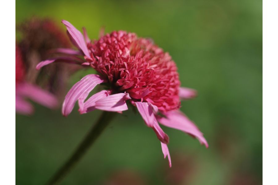 Гелиос-44М-4 2/58 переделка под никон