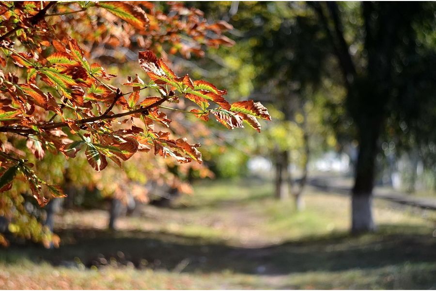 Гелиос-44М-4 2/58 переделка под никон