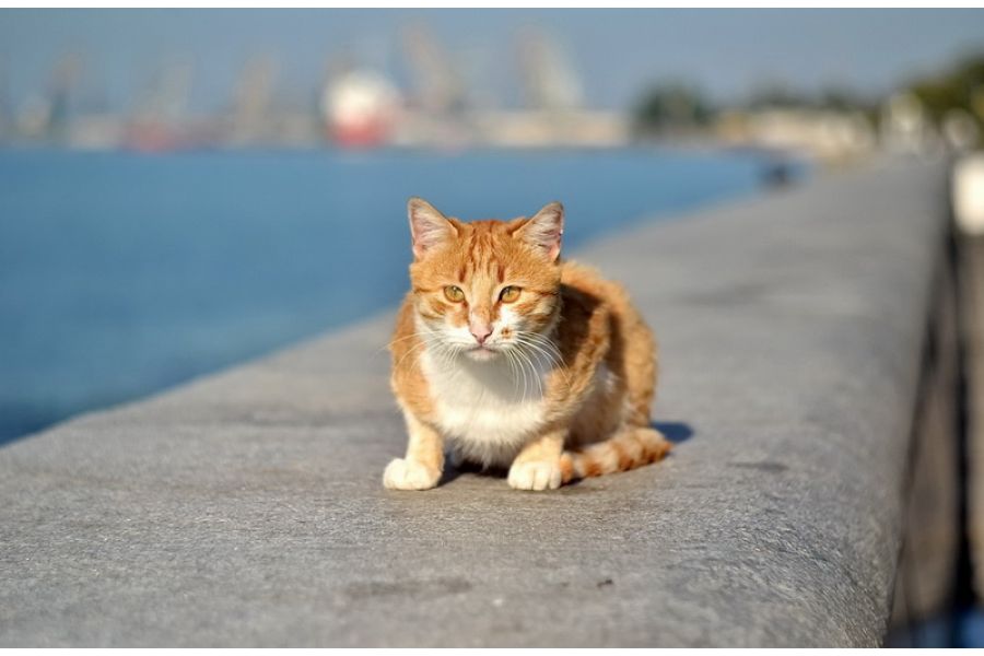 Гелиос-44М-4 2/58 переделка под никон