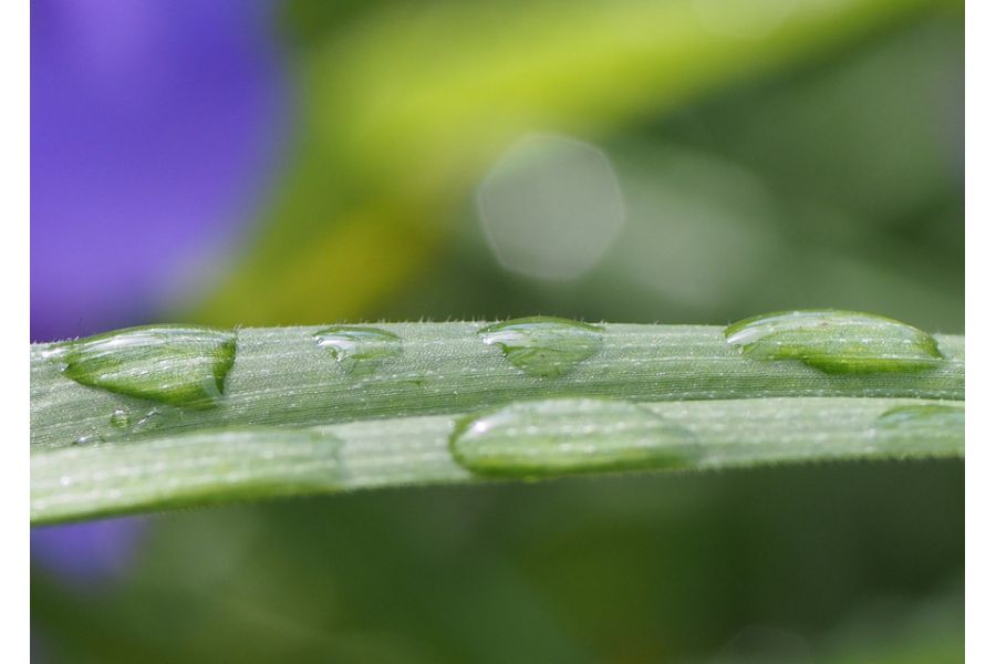 Sigma 50mm f/2.8 Macro for Minolta MD