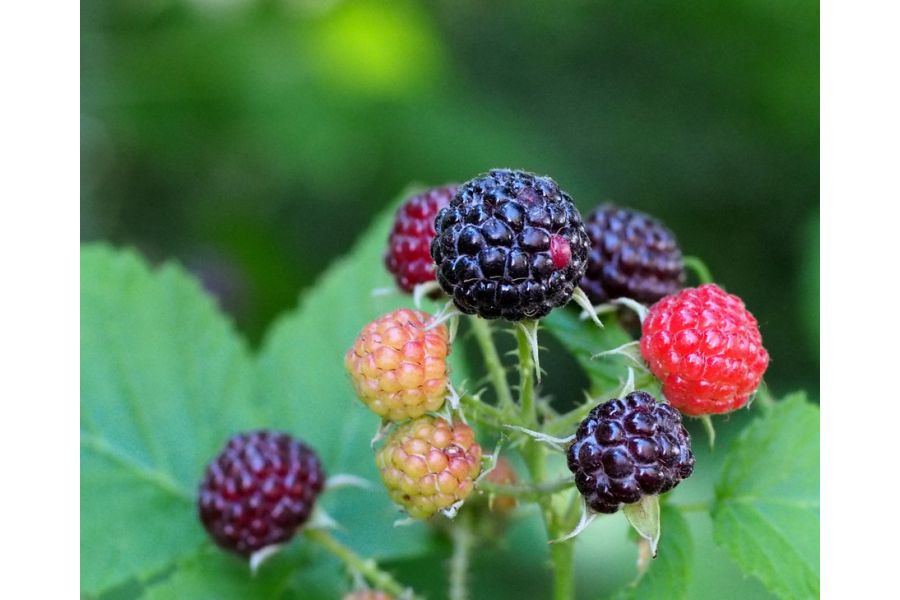 Sigma 50mm f/2.8 Macro for Minolta MD