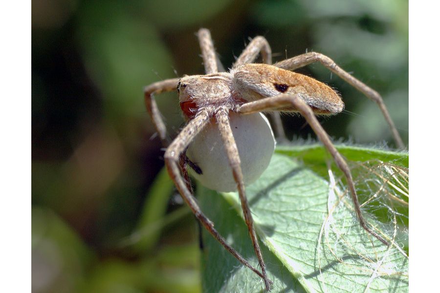 Sigma 50mm f/2.8 Macro for Minolta MD