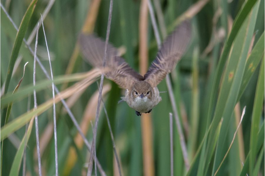 Sigma AF 600mm f/8.0 Mirror Nikon F