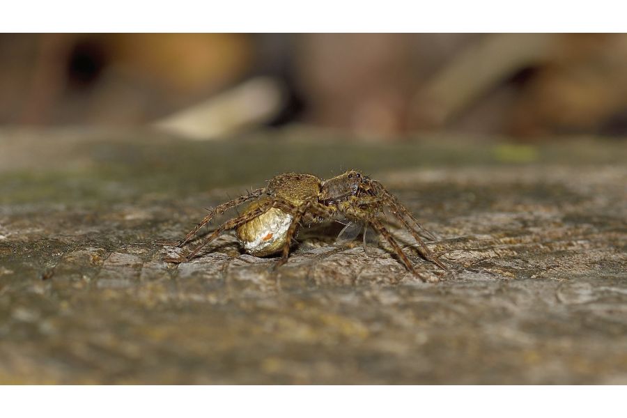 Sigma AF 600mm f/8.0 Mirror Nikon F