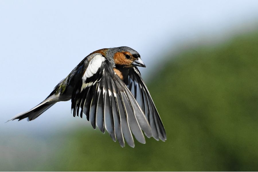 Sony FE 70-200mm F/4 G OSS