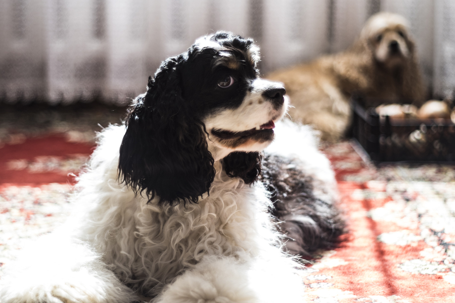 Pentacon auto MC 1.8/50 (Germany, 1974)