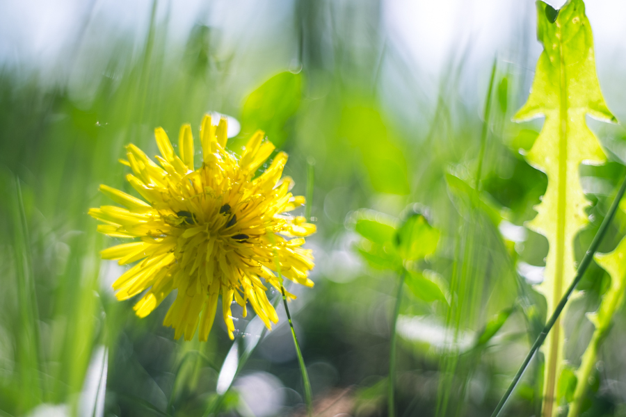 Pentacon auto MC 1.8/50 (Germany, 1974)