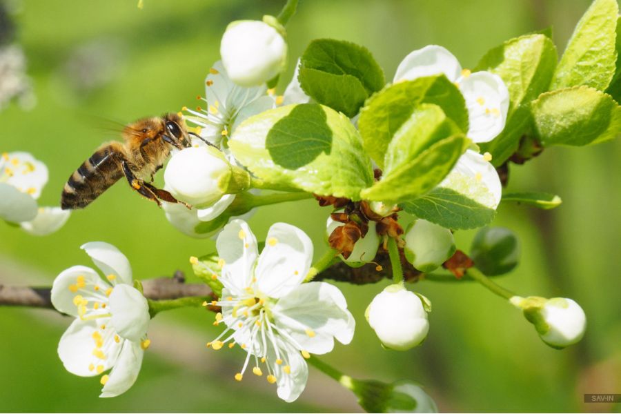 Объектив Olympus ED 14-150mm f/4.0-5.6 II M.Zuiko Digital