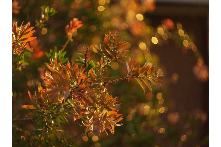 Canon TV-16 50mm f/1.4