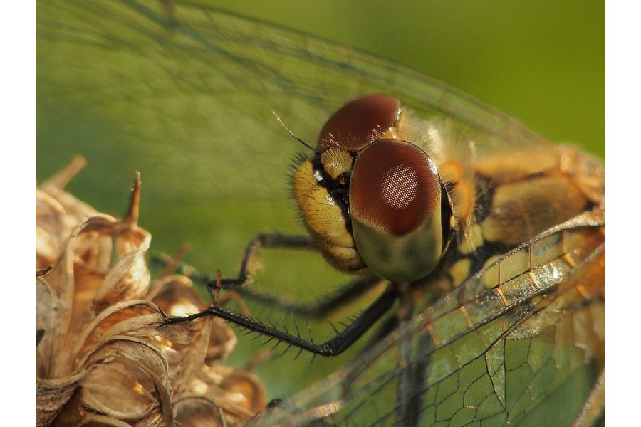 Индустар-51Д (И-51Д) 4,5/210 М39