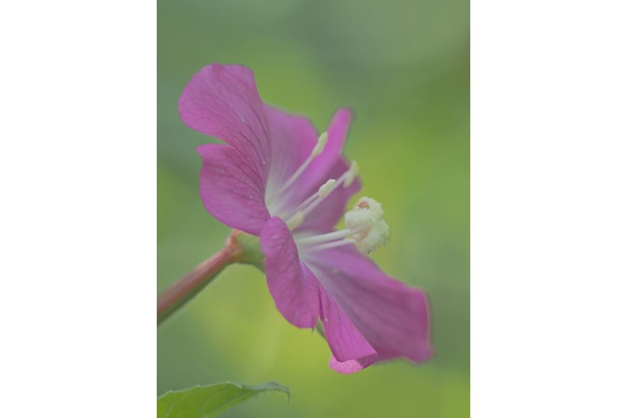 Индустар-51Д (И-51Д) 4,5/210 М39