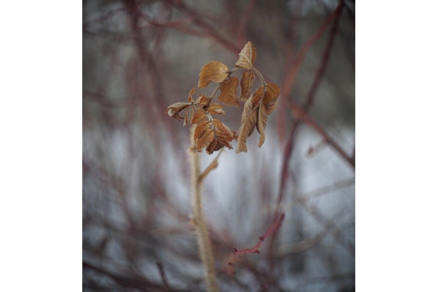 Biotar 2/25mm Carl Zeiss Jena