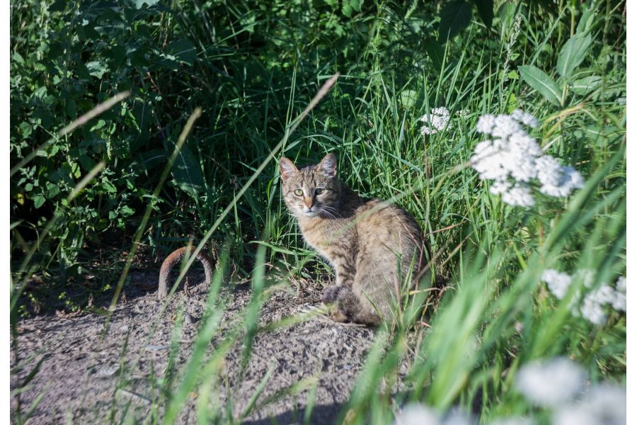 Триплет Т-43 4/40mm (ЛОМО)