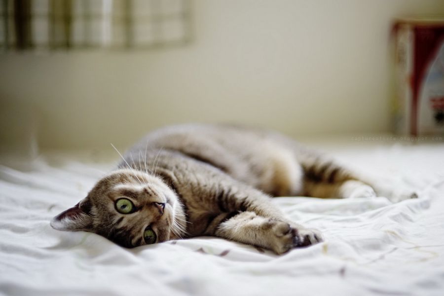 Porst Color Reflex Auto 1,4/55mm (Japan, 1977)