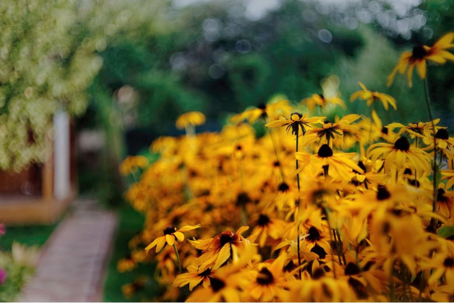 Porst Color Reflex Auto 1,4/55mm (Japan, 1977)