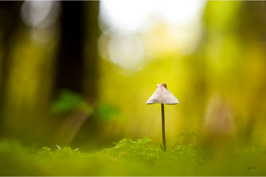 Porst Color Reflex Auto 1,4/55mm (Japan, 1977)