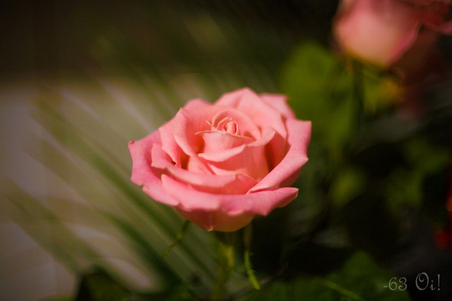 Cosinon Auto MC 1.4/50mm (Japan, 1981)