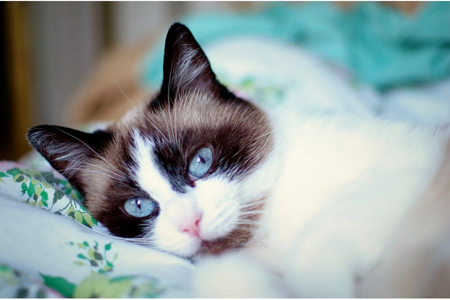 Cosinon Auto MC 1.4/50mm (Japan, 1981)