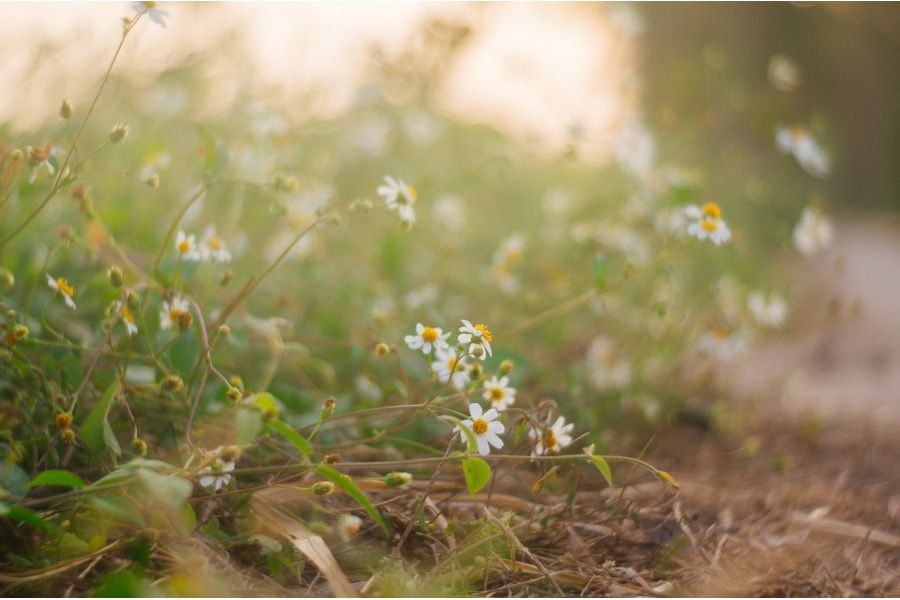 Primoplan 1.9/58 V Meyer-Optik Gorlitz