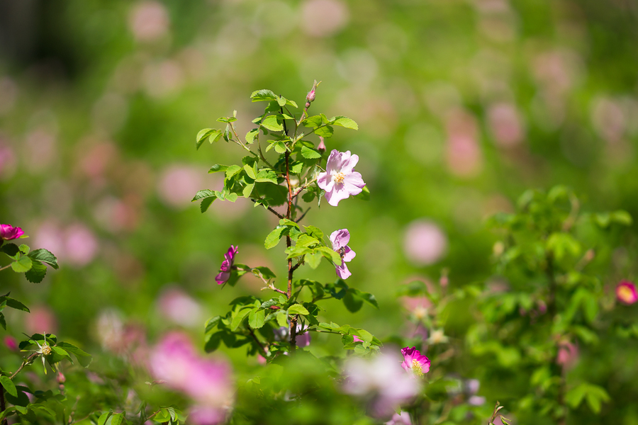 Sony Carl Zeiss Sonnar T*135mm f/1.8 ZA (SAL-135F18Z) в упаковке